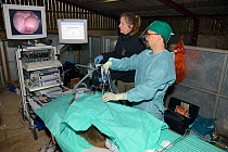 Veterinarian Romain Pizzi, using an endoscope to show foetuses in uterus of Eurasian beaver (Castor fiber). Beaver from an escaped population on the River Otter. Project overseen by Devon Wildlife Tru...