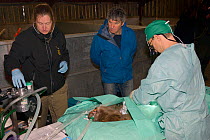 Veterinarian Romain Pizzi checking Eurasian beaver(Castor fiber) for Tapeworms. Beaver from an escaped population on the River Otter. Watched by Martin Hughes-Games. Project  overseen by Devon Wildlif...