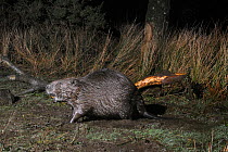 Eurasian beaver (Castor fiber) walking on the margins of pond in a woodland enclosure at night, with branch it has cut and chewed in the background.  Devon Beaver Project, run by Devon Wildlife Trust,...