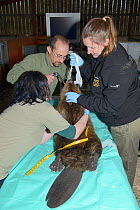 Veterinarian Romain Pizzi using a laryngoscope to view the throat of an Eurasian beaver (Castor fiber) before inserting a tube for anaesthetic  gas. Beaver from an escaped population from the River Ot...