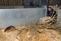 Mark Elliott of Devon Wildlife Trust, releasing Eurasian beaver (Castor fiber) from an escaped population into a holding pen. Devon, UK, March 2015. Model released.