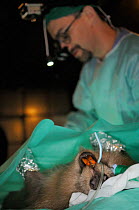 Veterinarian checking anaesthetised Eurasian beaver (Castor fiber) for tapeworm. Beaver from an escaped population on the River Otter. Project overseen by Devon Wildlife Trust, Devon, UK, March 2015....