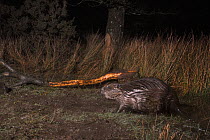 Eurasian beaver (Castor fiber) emerging from its pond in a large woodland enclosure at night with a branch it has cut and chewed in the background, Devon Beaver Project, run by Devon Wildlife Trust, D...