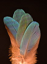 Feathers of a Catalina macaw (Blue-and-yellow macaw x Scarlet macaw hybrid)