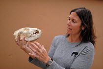 Dr Ingrid Wiesel of the Brown Hyena Research Project holding brown hyaena (Hyaena brunnea) skull.