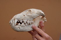 Brown hyaena (Hyaena brunnea) skull.
