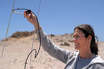 Dr Ingrid Wiesel of the Brown Hyena Research Project holding radio receiver, Sperrgebiet National Park, Namibia, November.