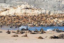 Cape fur seal (Arctocephalus pusillus pusillus) colony, Baker's Bay, Sperrgebiet National Park, Namibia, December.