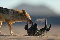 Black backed jackal (Canis mesomelas) attacking Cape fur seal (Arctocephalus pusillus) pup, Sperrgebiet National Park, Namibia, December. Sequence 3/6