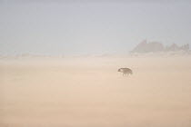 Brown hyena (Hyaena brunnea) searching for food, Sperrgebiet National Park, Namibia, December.