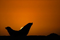 Cape fur seal (Arctocephalus pusillus pusillus) silhouetted at sunset, Sperrgebiet National Park, Namibia, December.