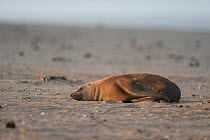 Cape fur seal (Arctocephalus pusillus pusillus) resting, Sperrgebiet National Park, Namibia, December.
