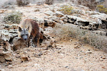 Brown hyena (Hyaena brunnea) adult outside den, Sperrgebiet National Park, Namibia, December.