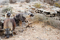 Brown hyena (Hyaena brunnea) adult and pups outside den, Sperrgebiet National Park, Namibia, December.