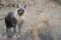 Brown hyena (Hyaena brunnea) 8 month pup outside den, Sperrgebiet National Park, Namibia, December.