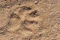 Brown hyena (Hyaena brunnea) footprint, Sperrgebiet National Park, Namibia, November.