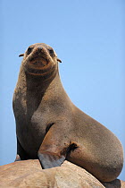 Cape fur seal (Arctocephalus pusillus pusillus) Sperrgebiet National Park, Namibia, November.