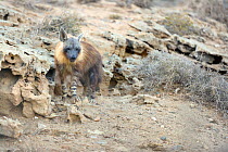 Brown hyena (Hyaena brunnea) adult outside den, Sperrgebiet National Park, Namibia, November.