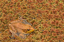 Green frog (Rana clamitans), Washington DC, USA, September.