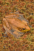 Green frog (Rana clamitans), Washington DC, USA, September.