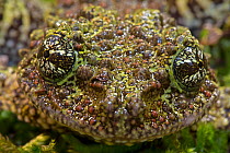 Mossy frog (Theloderma corticale), captive, native to Vietnam.