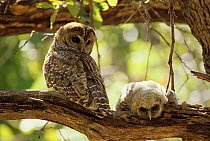 Spotted owl (Strix occidentalis) female and young on branch, Arizona, USA.