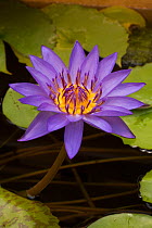 Water lily (Nymphaea sp) cultivar, Keniworth aquatic gardens, Washington DC, USA, July.