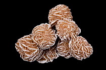 Selenite 'rose', a form of gypsum, Mexico.