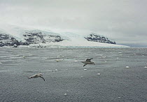 Southern fulmar (Fulmarus glacialoides) flying, Sturge Island, Balleny Islands, Antarctica, February.