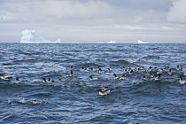 Cape petrel (Daption capense) group off Buckle Island, Balleny Islands, Antarctica, February.