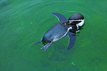 Humboldt penguin (Spheniscus humboldti), Copenhangen Zoo, Denmark, Europe. Captive