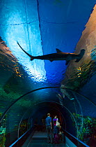 Great hammerhead (Sphyrna mokarran) swimming over people in underwater tunnel, Den Bla Planet aquarium, Copenhagen, Denmark, Europe, September 2014.