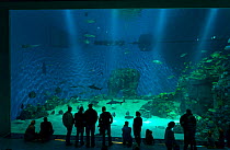 People in front of tank, Den Bla Planet aquarium, Copenhagen, Denmark, Europe, September 2014.