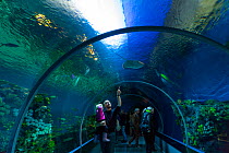 People watching fish from underwater tunnel, Den Bla Planet aquarium, Copenhagen, Denmark, Europe, September 2014.