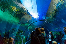 People watching fish from underwater tunnel, Den Bla Planet aquarium, Copenhagen, Denmark, Europe, September 2014.
