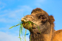 Bactrian camel (Camelus bactrianus) eating grass, Copenhangen Zoo, Denmark, Europe. Captive, originating from Central Asia.