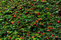 European yew (Taxus baccata) with berries, Copenhagen, Denmark, Europe, September.