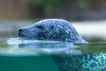 Harbour seal (Phoca vitulina), Copenhagen Zoo, Denmark, Europe. Captive