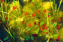 Fallen leaves in pond with aquatic plants, Denmark, Europe, September.
