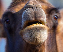 Bactrian camel (Camelus bactrianus), Copenhangen Zoo, Denmark, Europe. Captive, originating from Central Asia.
