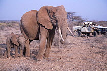 Daniel Lentipo, observing mother and calf African elephant (Loxodonta africana) driving the former research vehicle destroyed by bull elephant in Samburu National Reserve, Kenya. August 2009. Model Re...