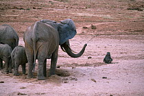 Female elephant (Loxodonta africana) squirting water at a Olive baboon (Papio anubis) waiting its turn to drink at a water hole dug by the elephant in the dry Ewaso Nyiro riverbed. Taken during the wo...