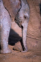 Elephant (Loxodonta africana) calf, age 12 hours, Kenya.