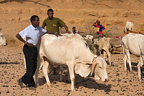 Save the Elephants staff looking at starving cattle in the dry Ewaso Ngrio river, during the drought in the Samburu National Reserve. Kenya.