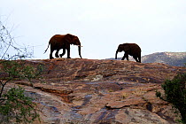 Elephants (Loxodonta africana) drinking from a pool of water on a rocky outcrop, Samburu National Reserve, Kenya.