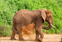 African elephant (Loxodonta africana) dust bathing, Samburu National Reserve, Kenya.