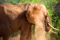 African elephant (Loxodonta africana) dust bathing, Samburu National Reserve, Kenya.
