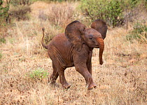 African elephant (Loxodonta africana) baby running away from noise, Samburu National Reserve, Kenya.
