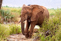 Newly collared young African elephant (Loxodonta africana) from Samburu schools herd. Samburu National Reserve, Kenya. Taken with cooperation of Kenya Wildlife Service and Save the Elephants