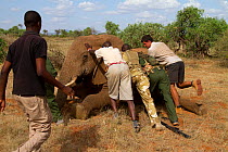 Dr Rono Bernard, Kenya Wildlife Service vet and Save the Elephants team, trying to turn African elephant (Loxodonta africana) with wound in her side. Samburu National Reserve, Kenya. Model released. T...
